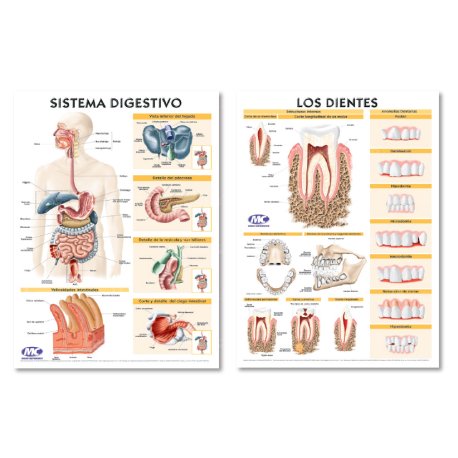 Lámina Mural Anatomía Sistema Digestivo/ Los Dientes 82 x 118 cm. - Doble Faz -