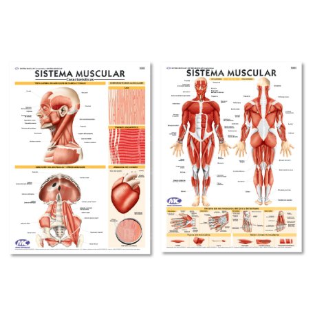 Lámina Mural Anatomía Sistema Muscular/ Características 82 x 118 cm. - Doble Faz -