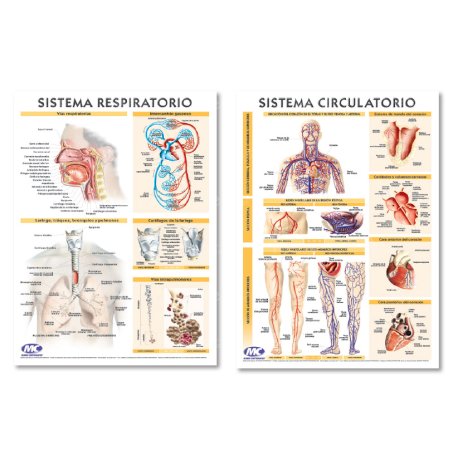 Lámina Mural Anatomía Sistema Circulatorio/ Respiratorio 72 x 102 cm - Doble Faz -