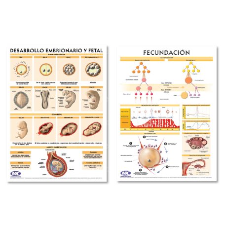 Lámina Mural Anatomía Fecundación/ Desarrollo Embrionario 82 x 118 cm - Doble Faz -