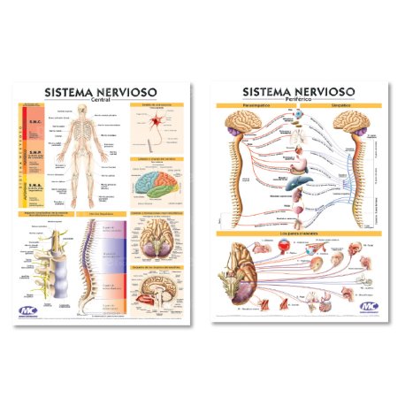 Lámina Mural Anatomía Sistema Nervioso Central/ Periférico 72 x 102 cm. - Doble Faz -
