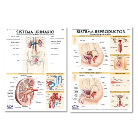 Lámina Mural Anatomía Sistema Urinario/ Reproductor 72 x 102 cm. - Doble Faz -