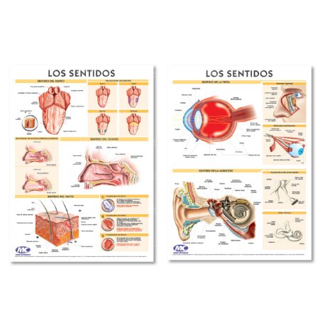 Lámina Mural Anatomía Los Sentidos: Vista Oído/ Gusto Olfato y Tacto 82 x 118 cm - Doble Faz -