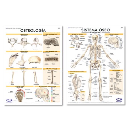 Lámina Mural Anatomía Sistema Oseo/ Osteología 72 x 102 cm. - Doble Faz -