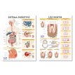 Lámina Mural Anatomía Sistema Digestivo/ Los Dientes 82 x 118 cm. - Doble Faz -