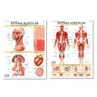 Lámina Mural Anatomía Sistema Muscular/ Características 82 x 118 cm. - Doble Faz -