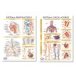 Lámina Mural Anatomía Sistema Circulatorio/ Respiratorio 72 x 102 cm - Doble Faz -