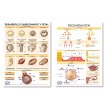 Lámina Mural Anatomía Fecundación/ Desarrollo Embrionario 82 x 118 cm - Doble Faz -