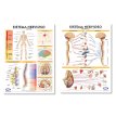 Lámina Mural Anatomía Sistema Nervioso Central/ Periférico 72 x 102 cm. - Doble Faz -