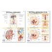 Lámina Mural Anatomía Sistema Urinario/ Reproductor 72 x 102 cm. - Doble Faz -