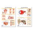 Lámina Mural Anatomía Los Sentidos: Vista Oído/ Gusto Olfato y Tacto 82 x 118 cm - Doble Faz -