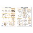 Lámina Mural Anatomía Sistema Oseo/ Osteología 72 x 102 cm. - Doble Faz -